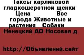 Таксы карликовой гладкошерстной щенки › Цена ­ 20 000 - Все города Животные и растения » Собаки   . Ненецкий АО,Носовая д.